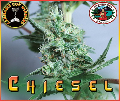 Chiesel Feminised Seeds by Big Buddha Seeds