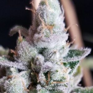 Tangie Cookies Regular Seeds by BC Bud Depot