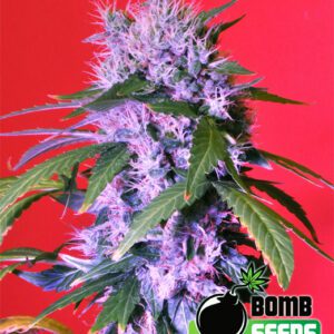 Berry Bomb Auto Feminised Seeds by Bomb Seeds