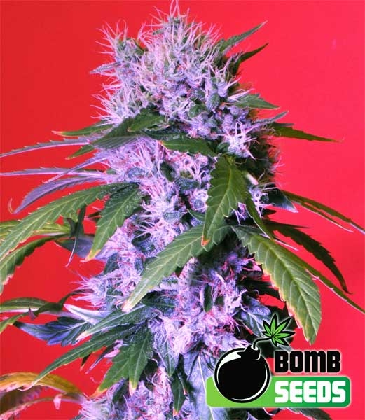 Berry Bomb Regular Seeds by Bomb Seeds