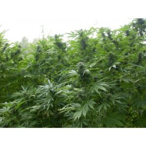 Biddy Early Regular Seeds by Serious Seeds