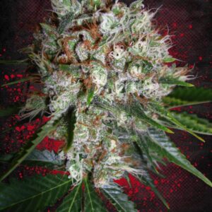 Big Bud XXL Feminised Seeds by Ministry of Cannabis