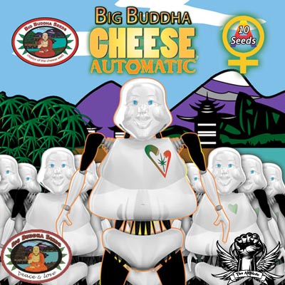 Cheese AUTO Feminised Seeds by Big Buddha Seeds