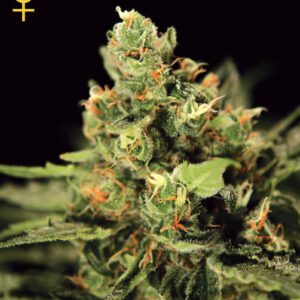 Big Bang Auto-flowering Feminised Seeds by Greenhouse Seed Co.