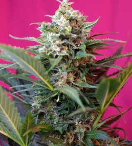 Big Devil XL Auto Feminised Seeds by Sweet Seeds