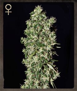 Big Tooth Feminised Seeds by Strain Hunters