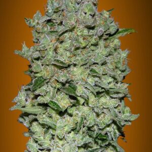 Biodiesel Mass XXL Auto Feminised Seeds by Advanced Seeds