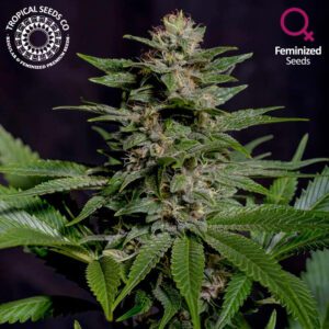 Biscuit Buster Feminised Seeds by Tropical Seeds