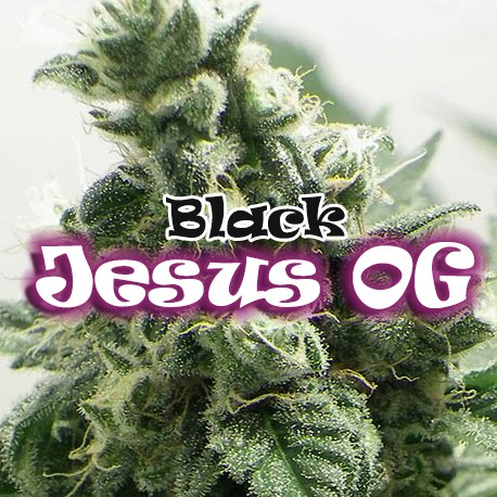 Black Jesus OG Feminised Seeds by Dr Underground