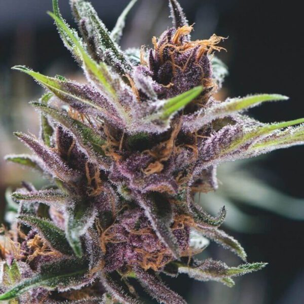 Black Cherry Punch Feminised Seeds by Pyramid Seeds