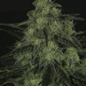 Black Valley Feminised Seeds by Ripper Seeds