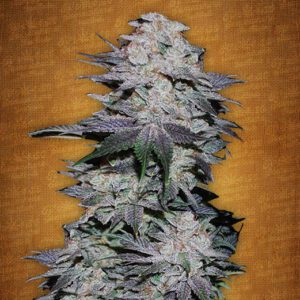 Blackberry Auto Feminised Seeds by FastBuds