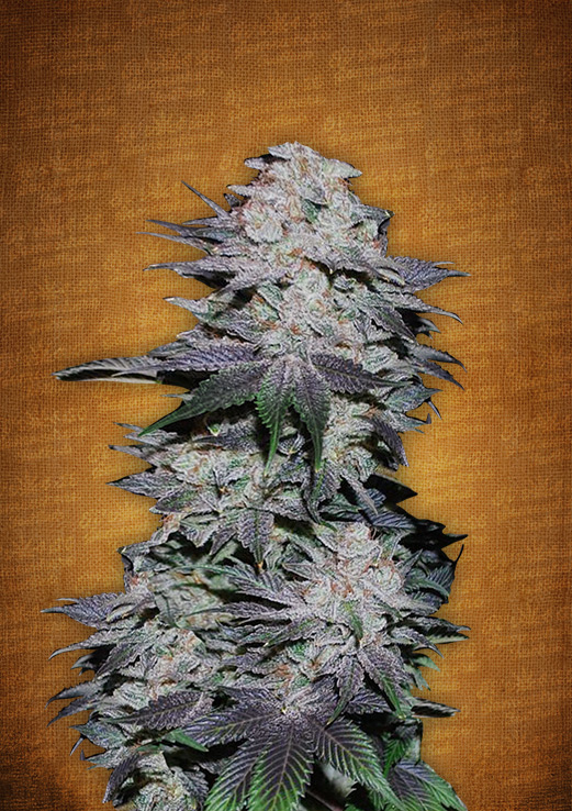 Blackberry Auto Feminised Seeds by FastBuds