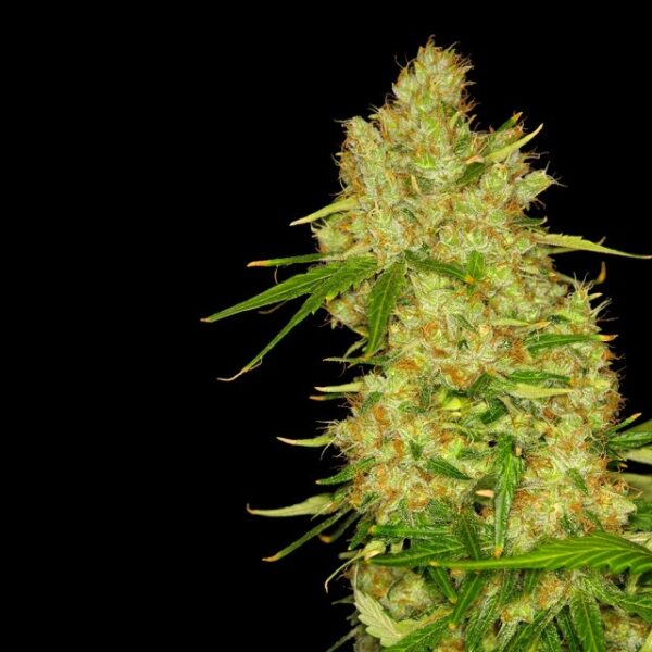 Blue Bubbleberry Feminised Seeds by Dready Seeds