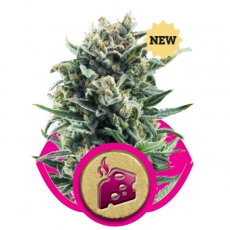 Blue Cheese Feminised Seeds by Royal Queen Seeds