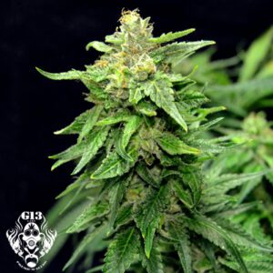 Blue Cindy Feminised Seeds by G13 Labs