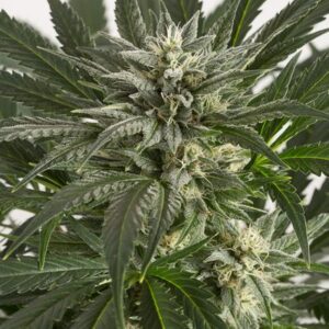 Blue Critical Auto Feminised Seeds by Dinafem