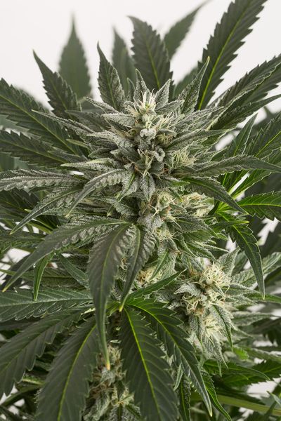 Blue Critical Auto Feminised Seeds by Dinafem