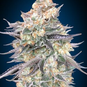 Blue Dream Feminised Seeds by 00 Seeds