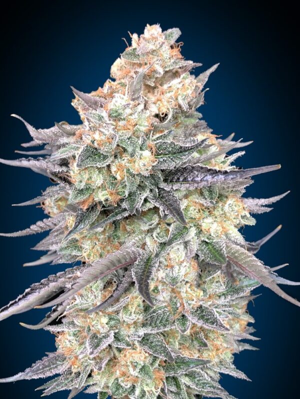 Blue Dream Feminised Seeds by 00 Seeds