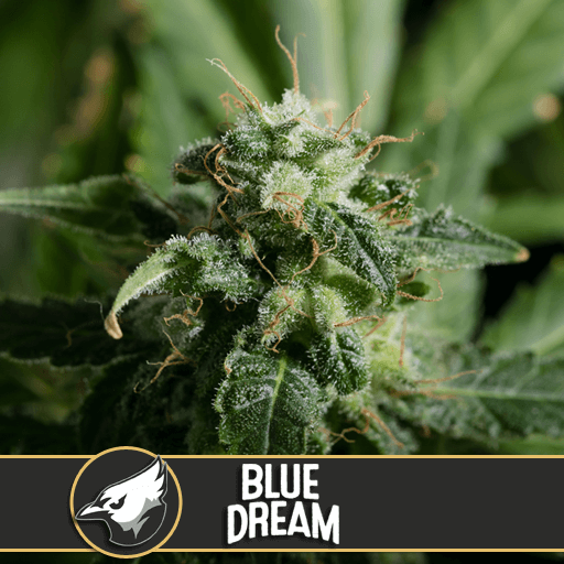 Blue Dream Feminised Seeds by BlimBurn Seeds