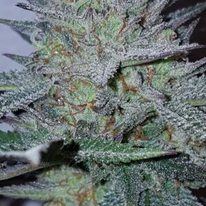 Blue Fire Feminised Seeds by Lineage Genetics