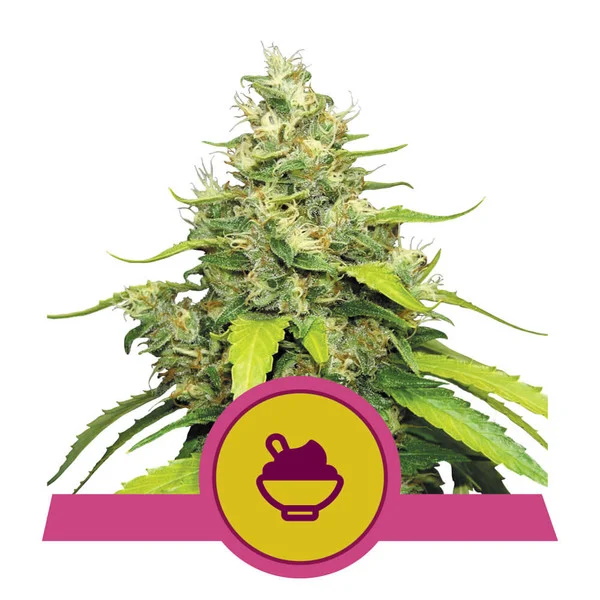 Blue Gelato Feminised Seeds by Royal Queen Seeds