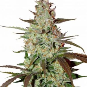 Blue Mazar Auto Feminised Seeds by Dutch Passion