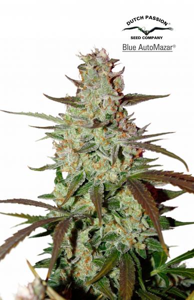 Blue Mazar Auto Feminised Seeds by Dutch Passion