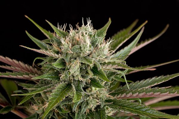 Blue Cheese Feminised Seeds by Expert Seeds