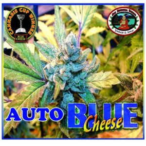 Blue Cheese Auto Feminised Seeds by Big Buddha Seeds