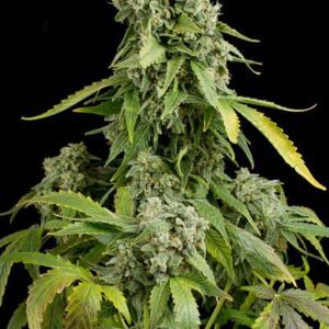 Blue Cheese Auto Feminised Seeds by Expert Seeds