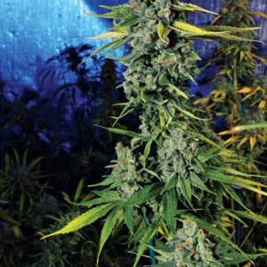 Blue Dream Haze Feminised Seeds by Cali Connection
