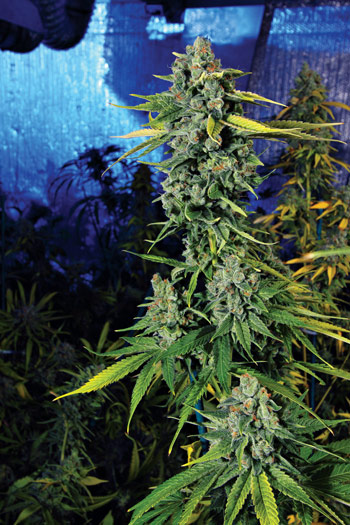 Blue Dream Haze Feminised Seeds by Cali Connection