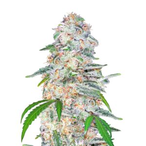 Blue Dream Auto Feminised Seeds by FastBuds