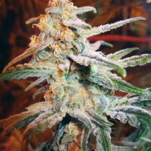 Blue Mystic Feminised Seeds by Royal Queen Seeds