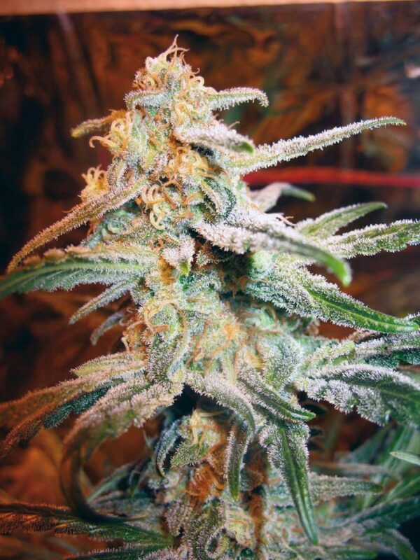 Blue Mystic Feminised Seeds by Royal Queen Seeds