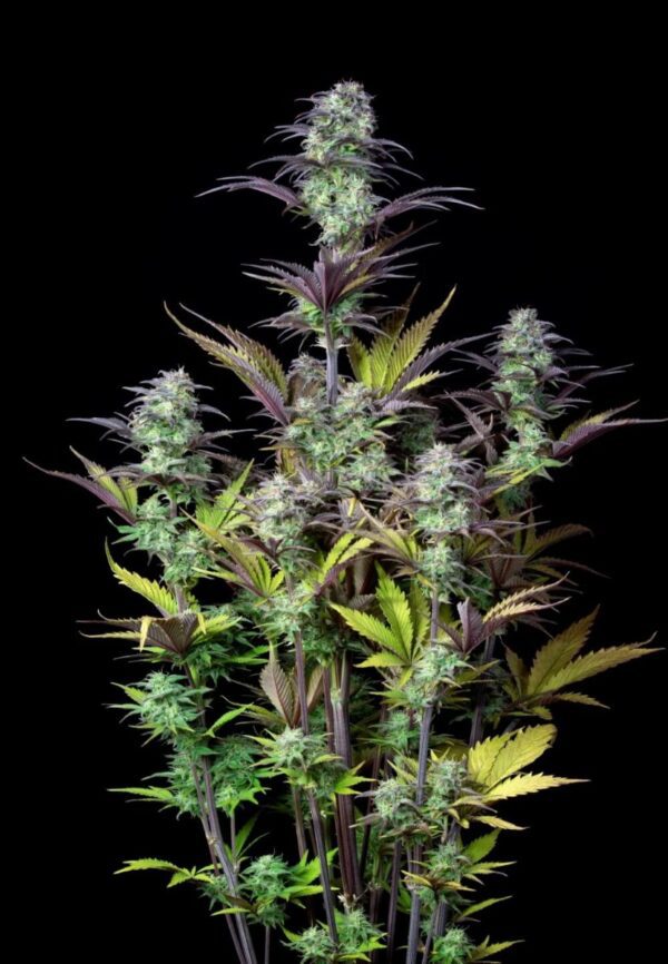 Blueberry Auto Feminised Seeds by FastBuds