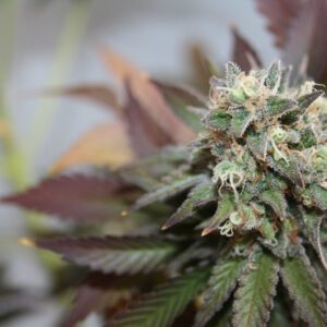 Blueberry Cookies Auto Feminised Seeds by Garden Of Green