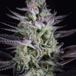 Blueberry Cookies Feminised Seeds by Dinafem