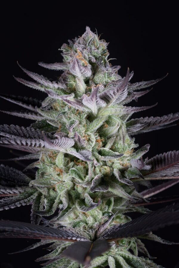 Blueberry Cookies Feminised Seeds by Dinafem