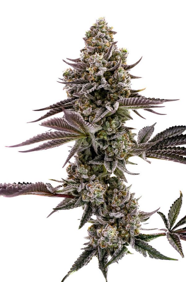 Blueberry Cupcake Feminised Seeds by Humboldt Seed Co.
