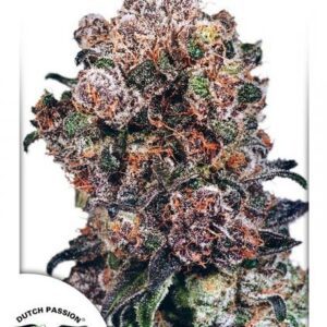 Blueberry Regular Seeds by Dutch Passion