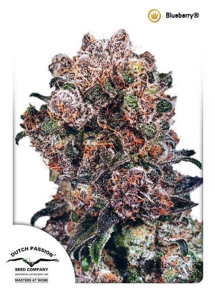 Blueberry Regular Seeds by Dutch Passion