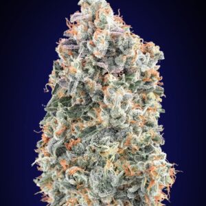 Blueberry FAST Feminised Seeds by 00 Seeds