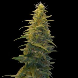 Blueberry Gum #2 Feminised Seeds by G13 Labs