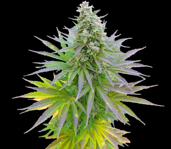Blueberry Gum Feminised Seeds by G13 Labs