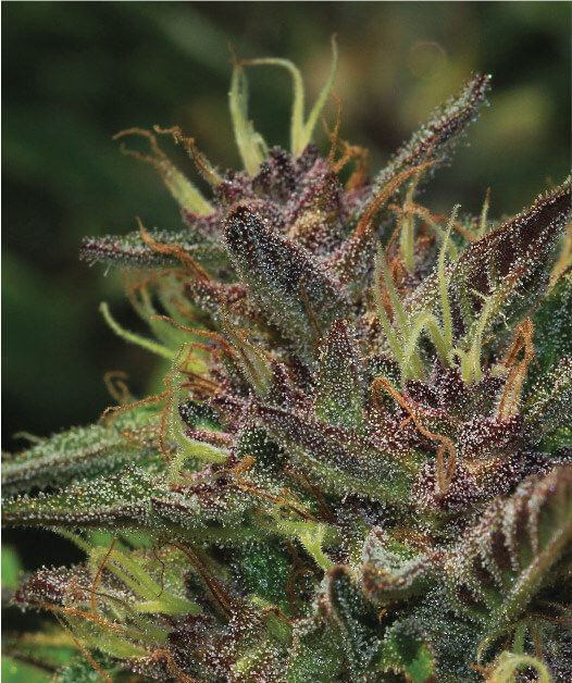 Blueberry Muffin Feminised Seeds by Humboldt Seed Co.