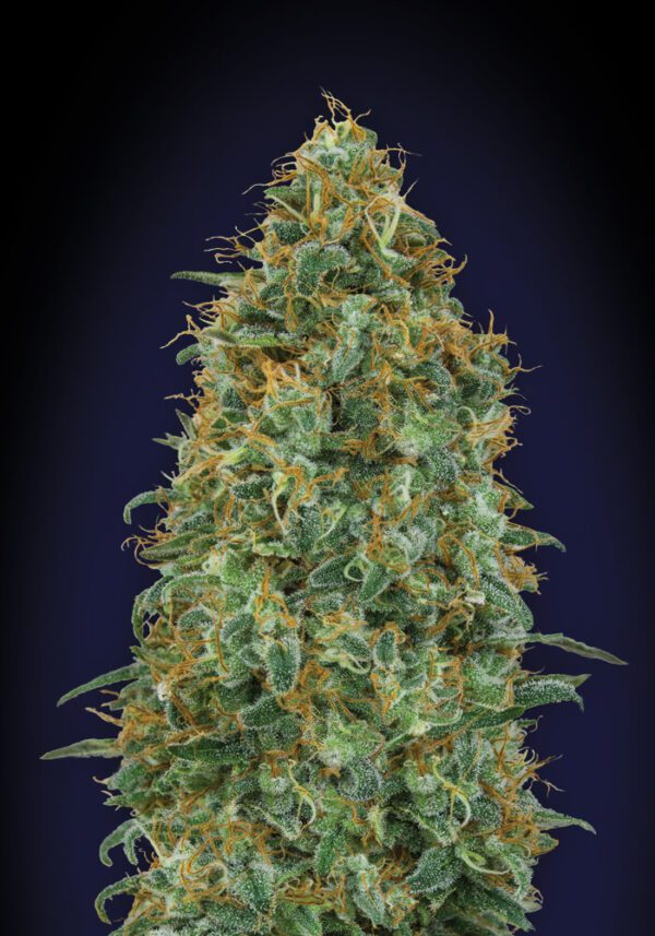 Blueberry Feminised Seeds by 00 Seeds