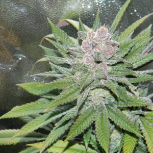 Blueberry Cheesecake Feminised Seeds by Female Seeds